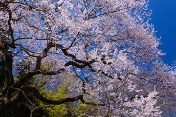 エドヒガンザクラ-6