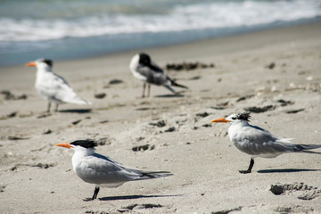 A flock of Least Terns stand in the sand near the ocean.