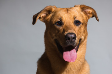 Portrait of a mixed breed dog sitting in studio loking at camera