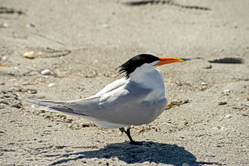 A flock of Least Terns stand in the sand near the ocean.