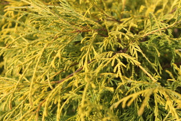 warm fern - green background