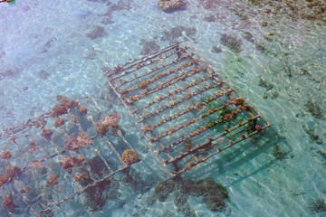 Growing a coral reef artificially on a metal cage in the Bora Bora lagoon © eqroy