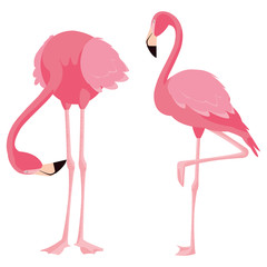 elegant flamingo birds couple