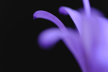 african daisy flower closeup