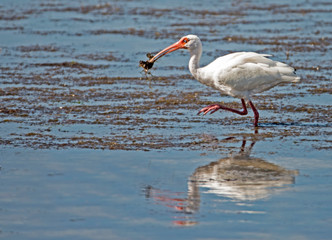 An adult White Ibis fishing for crabs in blue waters.