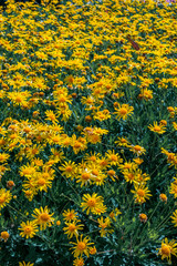 FIeld of yellow daisys