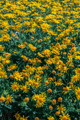 FIeld of yellow daisys