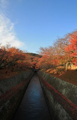 秋晴れの琵琶湖疎水と紅葉です