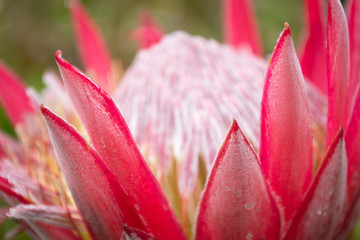 closeup of a flower