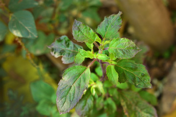 Tulsi leaves