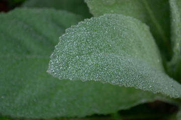 green leaf with water drops