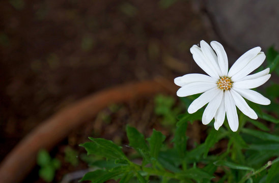 flor izq