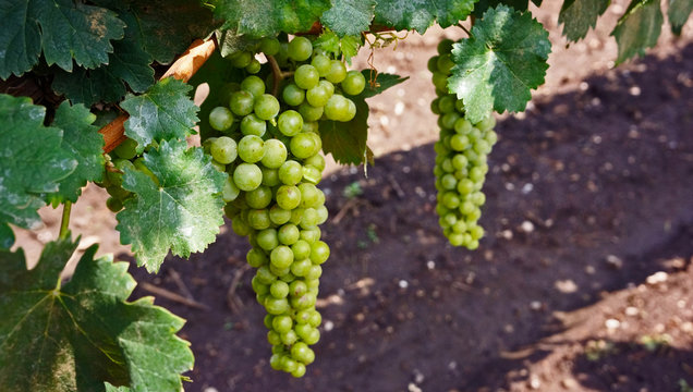 uva para vino