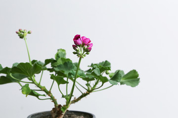 Houseplant geranium with pink buds in a brown pot.