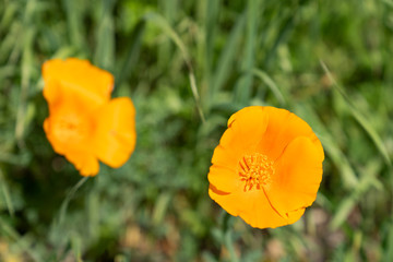 Fototapeta premium Close up picture of beautiful orange California Poppy in green grass in the middle of a field on a sunny day