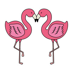 elegant flamingos birds couple