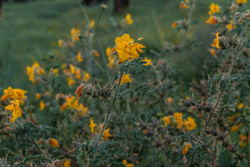 Yellow flowers full of thorns