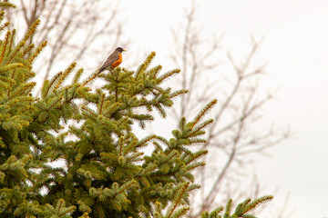 American Robin in Blue Spruce 5421