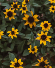 Tiny yellow flowers pattern