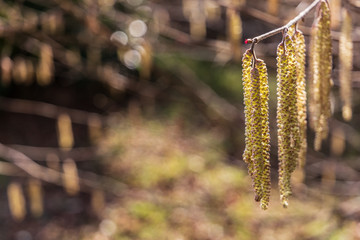 Close-up of an alder tree, Alnus glutinosa