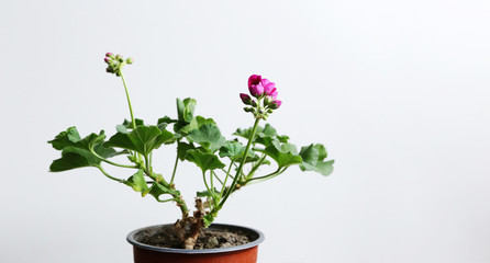 Houseplant geranium with pink buds in a brown pot.