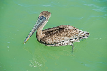 A Brown Pelican is weighted down with fish in his pouch.