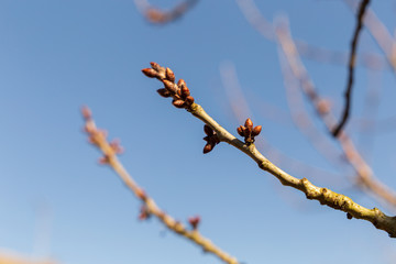 Close-up of a branch sprouting