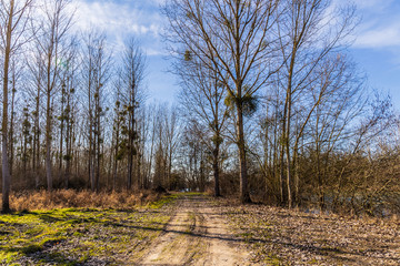 Obraz premium Country lane in Northern France