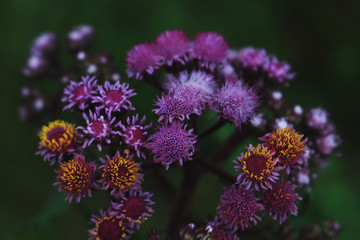 colorful flowers in the garden