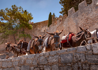 Donkeys for hire to ride to the Acropolis in Lindos on Rhodes Island, Greece.