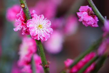 Obraz premium Pink flower blooms of the Japanese ume apricot tree, prunus mume,
