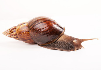 A Garden Snail (Cornu aspersum) is a species of land snail on a white background.isolated