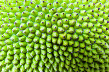 Jackfruit peel a small button consecutive yellowish green.