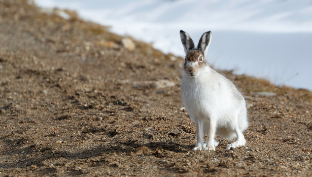 Spring hare