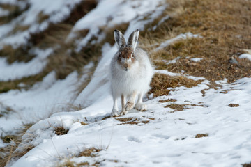 Spring hare © jamie