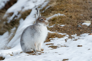 Spring hare © jamie