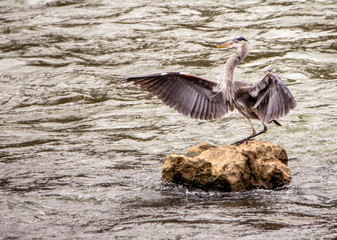 A Big Blue Heron fishes in the river for fish.