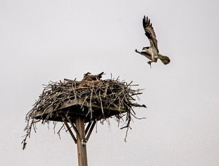 An Osprey flying into her nest with food for her chicks.
