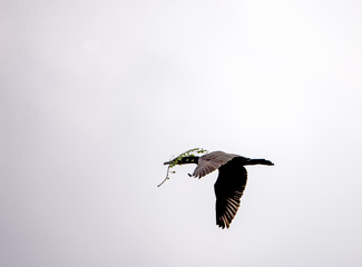 A Coromont flying the skies with a long branch in his mouth.