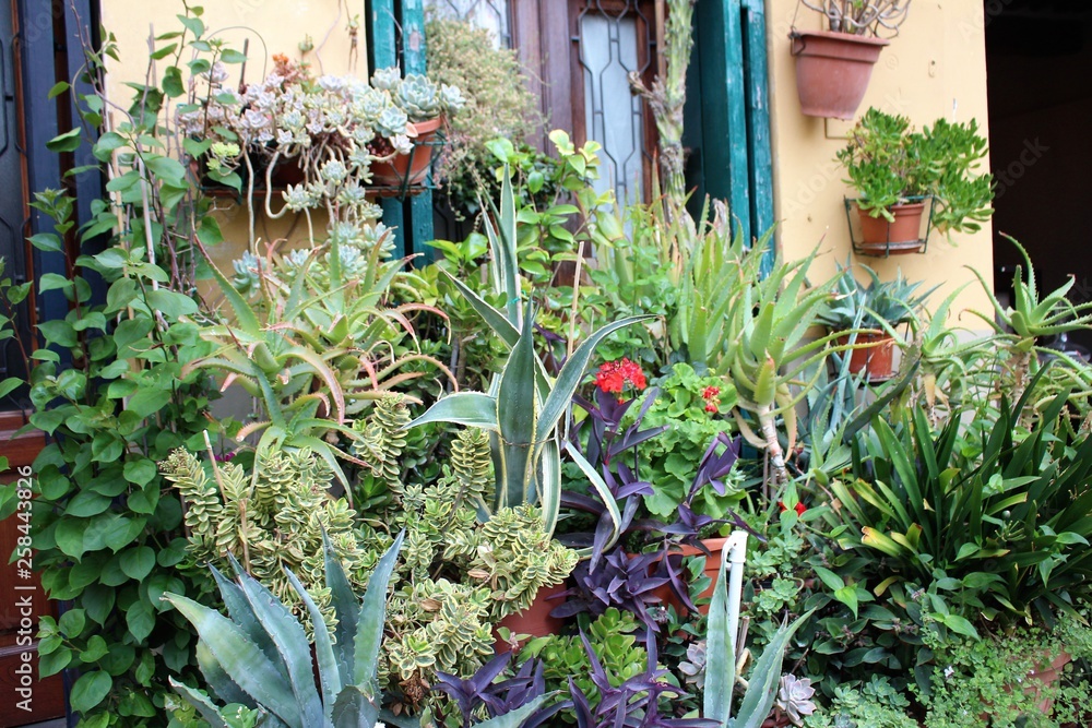 Wall mural succulent garden italy