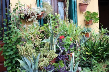 Fototapeta na wymiar Succulent garden Italy