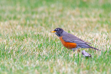 Bobbin American Robin 5466