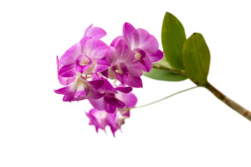 Naklejka na ściany i meble pink orchid fresh flowers on white background
