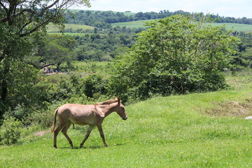horse on pasture