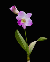 pink orchid fresh flowers on black background