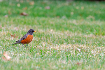 Bobbin American Robin 5471
