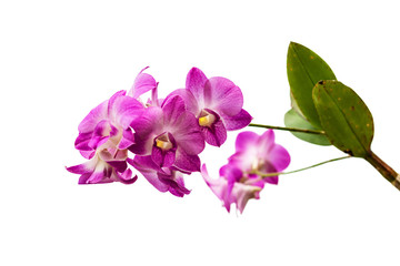 Fototapeta na wymiar pink orchid fresh flowers on white background