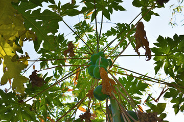 Papaya Fruits of Papaya tree in garden in Thailand Nature fresh green papaya on tree with fruits.