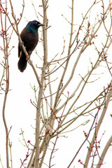 Common Grackle Bronzed 5473