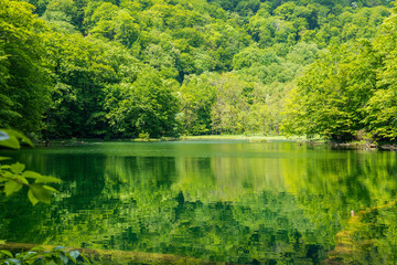 The fresh green of Aomori Prefecture Hakkoda